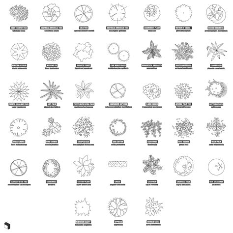 Cad Top View Trees With Names 2 | Trees top view, Landscape ...