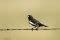 Lark Bunting Male | Pawnee National Grassland, Colorado | Dave Showalter Nature Photography