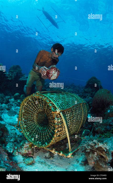 Fisherman preparing Fishing Trap, Alor, Indonesia Stock Photo - Alamy