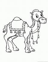 Moroccan Camel Page Coloring Pages sketch template