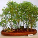Everything You Need to Know About Bamboo Bonsai Care