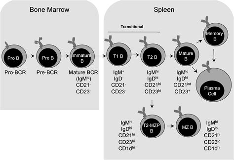 Regulatory B cells in skin and connective tissue diseases - Journal of Dermatological Science