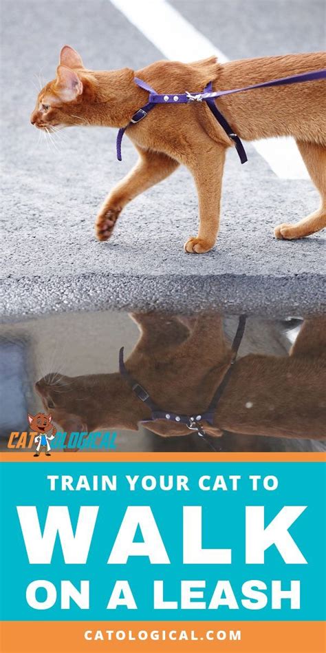 How To Train Your Cat To Walk On A Leash (Is That Even Possible?) | Cat training, Cat care