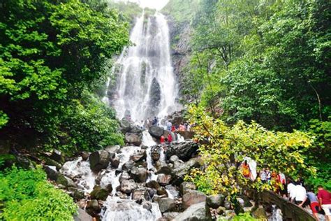 Weekend vacation in Amboli: A thousand shades of green - Livemint