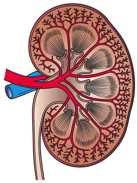 File:Kidney Cross Section.png - Wikimedia Commons