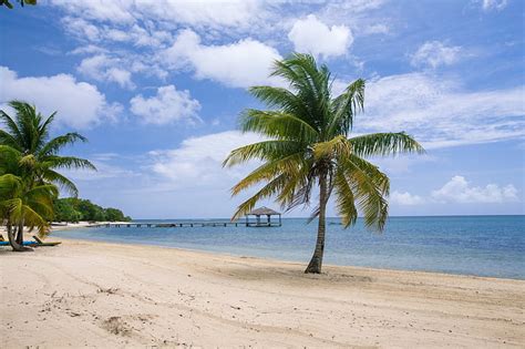 Royalty-Free photo: Green coconut tree near blue beach at daytime | PickPik