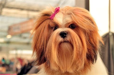 10 Razas de perro de pelo largo con fotos y características