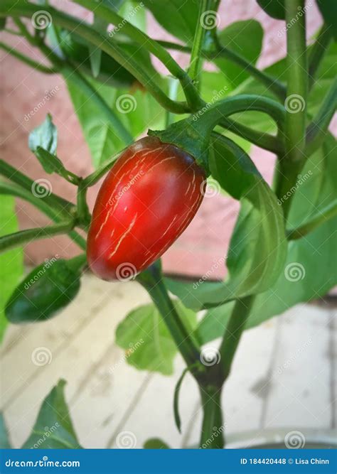 Red Jalapeno Pepper on Pepper Plant Stock Photo - Image of garden, mexican: 184420448