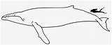 Cute Humpback Whale Coloring Pages sketch template