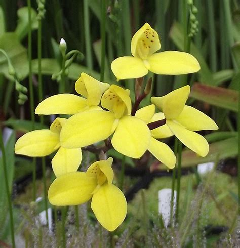 Disa orchid photos - Orchids - Carnivorous Plants UK