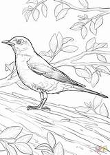 American Robin coloring page  Free Printable Coloring Pages sketch template