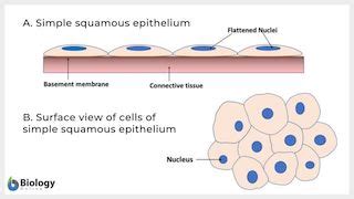 Which of the Following Best Describes a Squamous Shaped Cell - Coffeytrust