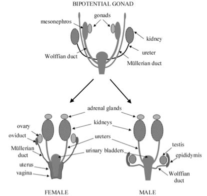 Sexual Differentiation & Male Reproduction Flashcards | Quizlet