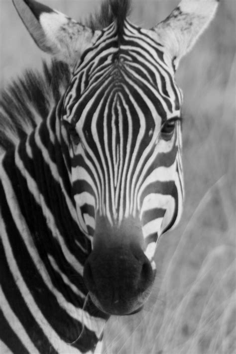 Zebra Free Stock Photo - Public Domain Pictures