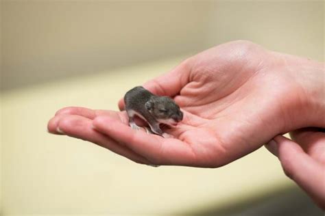 Baby mice ‘shut down’ to survive extreme cold on the highest mountain ...