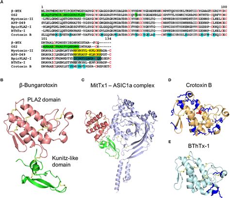 Metallleitung Huh Turnier snake venom mechanism of action Kopflos ...