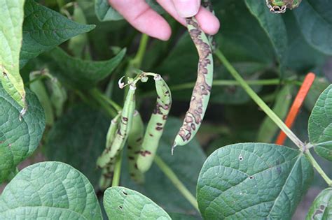 Controlling dry bean anthracnose - Top Crop ManagerTop Crop Manager