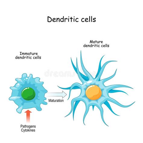 Dendritic cell stock vector. Illustration of maturation - 208281933