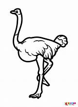 Somali Ostrich Coloring Page  Free Printable Pages sketch template