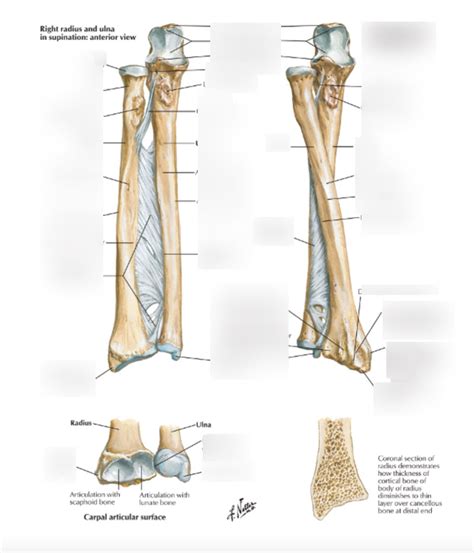 radius and ulna osteology Diagram | Quizlet