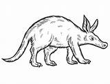 Oso Hormiguero Aardvark Cochon Colorare Colorier Coloringcrew Acolore  sketch template