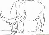 Water Buffalo Coloring Page  Free Pages sketch template