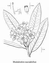 Rhododendron Coloring Page Pages sketch template
