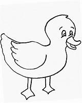 Duckling Coloring Pages  Coloring Home sketch template