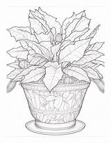 Free Plant Coloring Page 65  Adventure sketch template