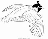 Quail Coloring Outline Pages Clipart Bird Colouring Mosaic Clip Color  sketch template