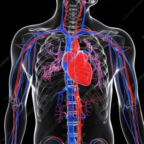 Cardiovascular system, artwork - Stock Image - F006/2962 - Science ...