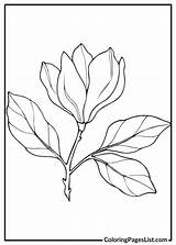 Magnolia Coloring Pages 20 Free PDF Printables  List sketch template
