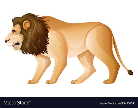 Wild lion standing on white background Royalty Free Vector