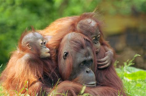 Orangutan care of young - Animal Facts and Information