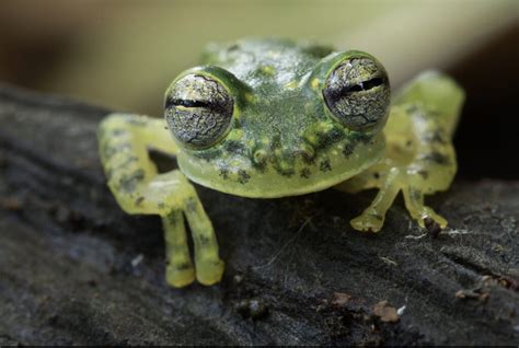 Puyo Giant Glass Frog: Species in World Land Trust reserves