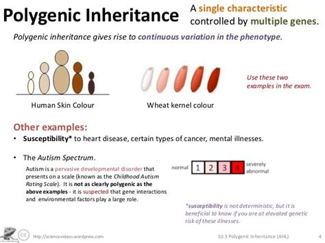 Polygenic Inheritance (AHL)