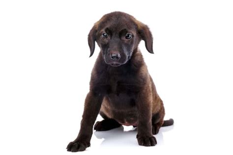 Dachsador: What You Need To Know About The Dachshund Lab Mix