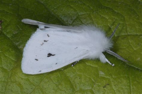 European Lepidoptera and their ecology: Spilosoma virginica