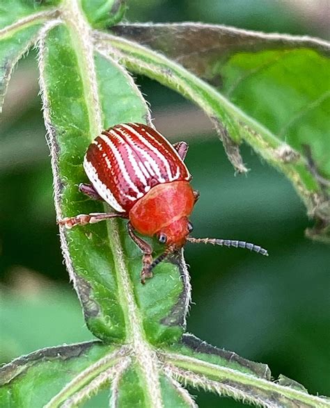 COLEOPTERA Beetles – Henry L. Ferguson Museum