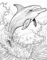 32 Dolphin Coloring Pages For Kids And Adults  Our Mindful Life sketch template