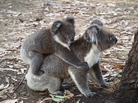 Four days of wildlife: Escape to Kangaroo Island - Free Two Roam