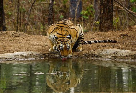 Best Wildlife Tiger Reserves in India - Kanha Bandhavgarh and Pench Tour