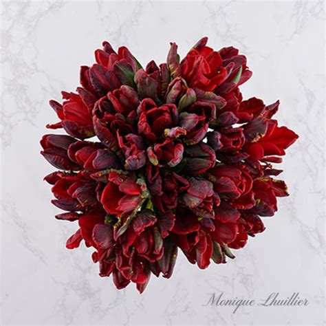 Bouquet of Dark Red Parrot Tulips - The Bouqs Co.