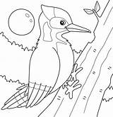 Woodpecker Bird Animal Coloring Page For Kids 10002348 Vector Art At  sketch template