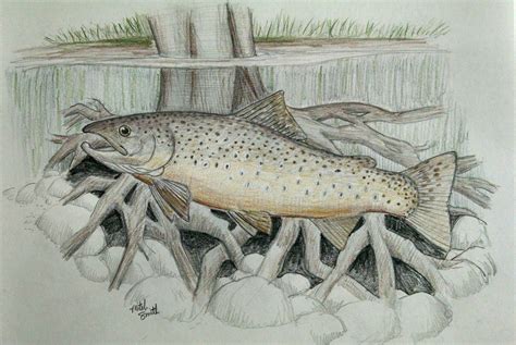 Pencil Brown Trout Drawing - Drawing.rjuuc.edu.np