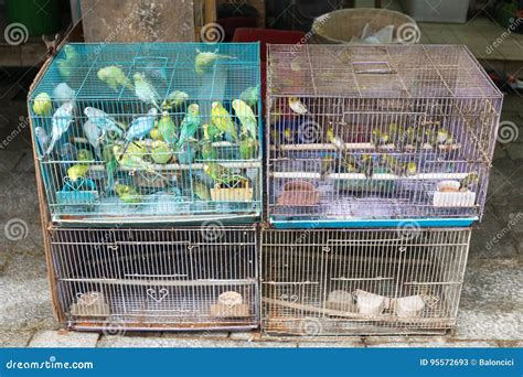 Canary Birds in Cages stock image. Image of mong, birds - 95572693