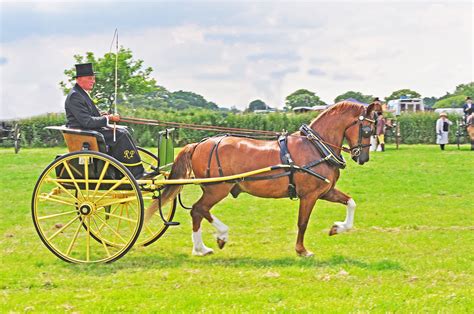 A bygone age..... | Show horses, Horses, Animals