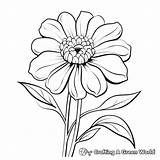Zinnia Coloring Pages  Free & Printable sketch template