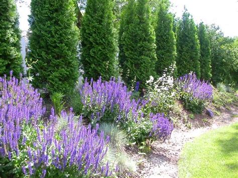 Berm with perennial garden and arborvitaes pictures from gardens photos ...