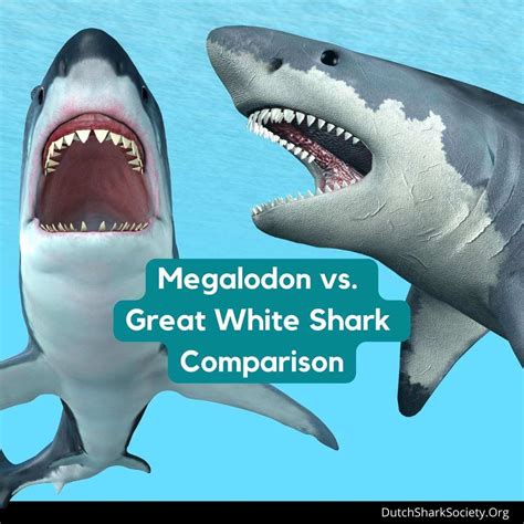 Megalodon vs. Great White Shark Comparison - Dutch Shark Society